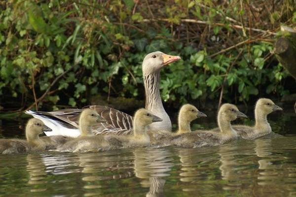 Verken de natuur met het varen op de Linge